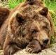 BearLS